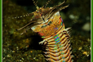 Australijski purpurowy robak: zdjęcie drapieżnika morskiego